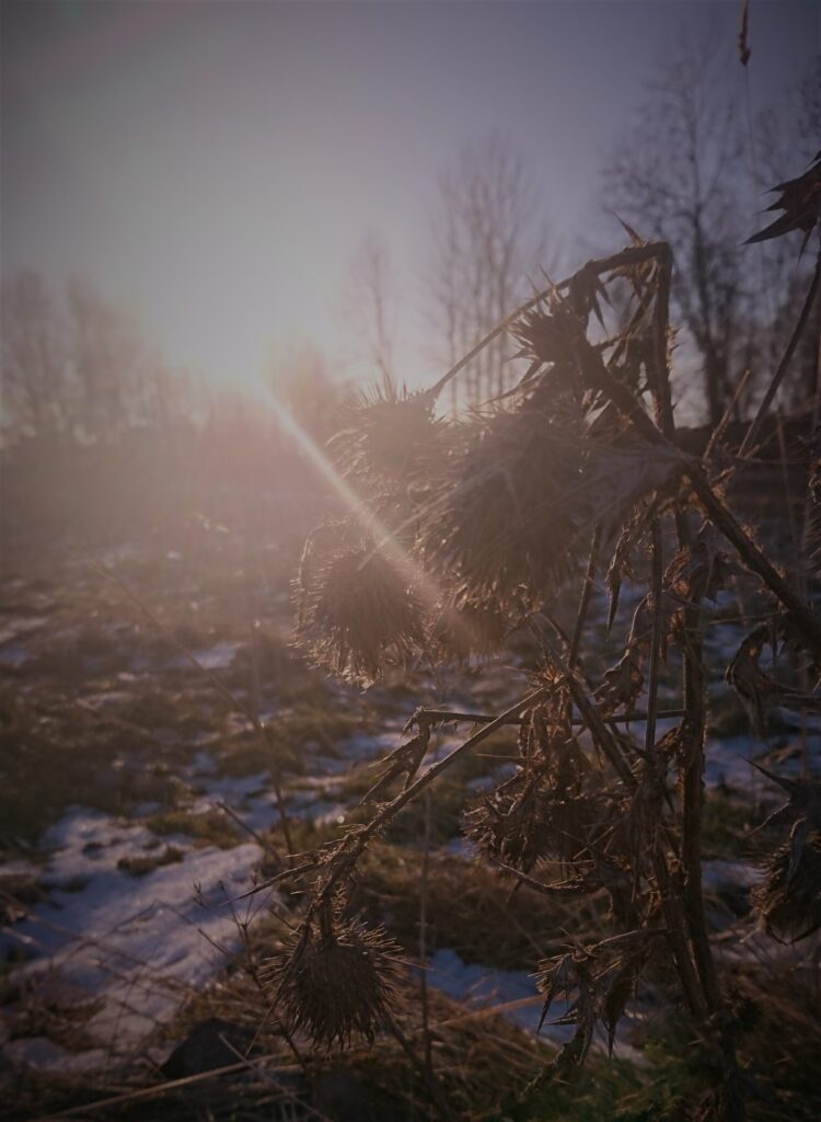 thistle